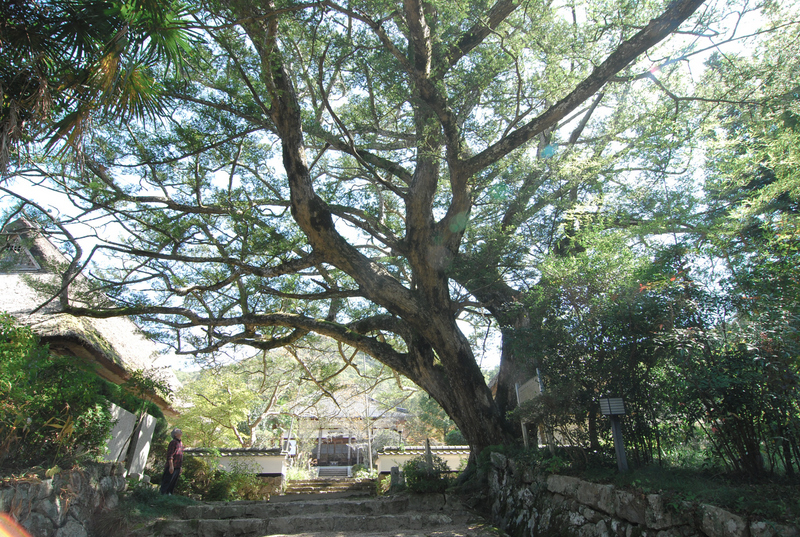 大舟寺「カヤの木」２